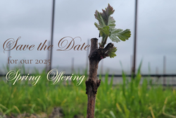 Spring 2025 Release Party GUEST